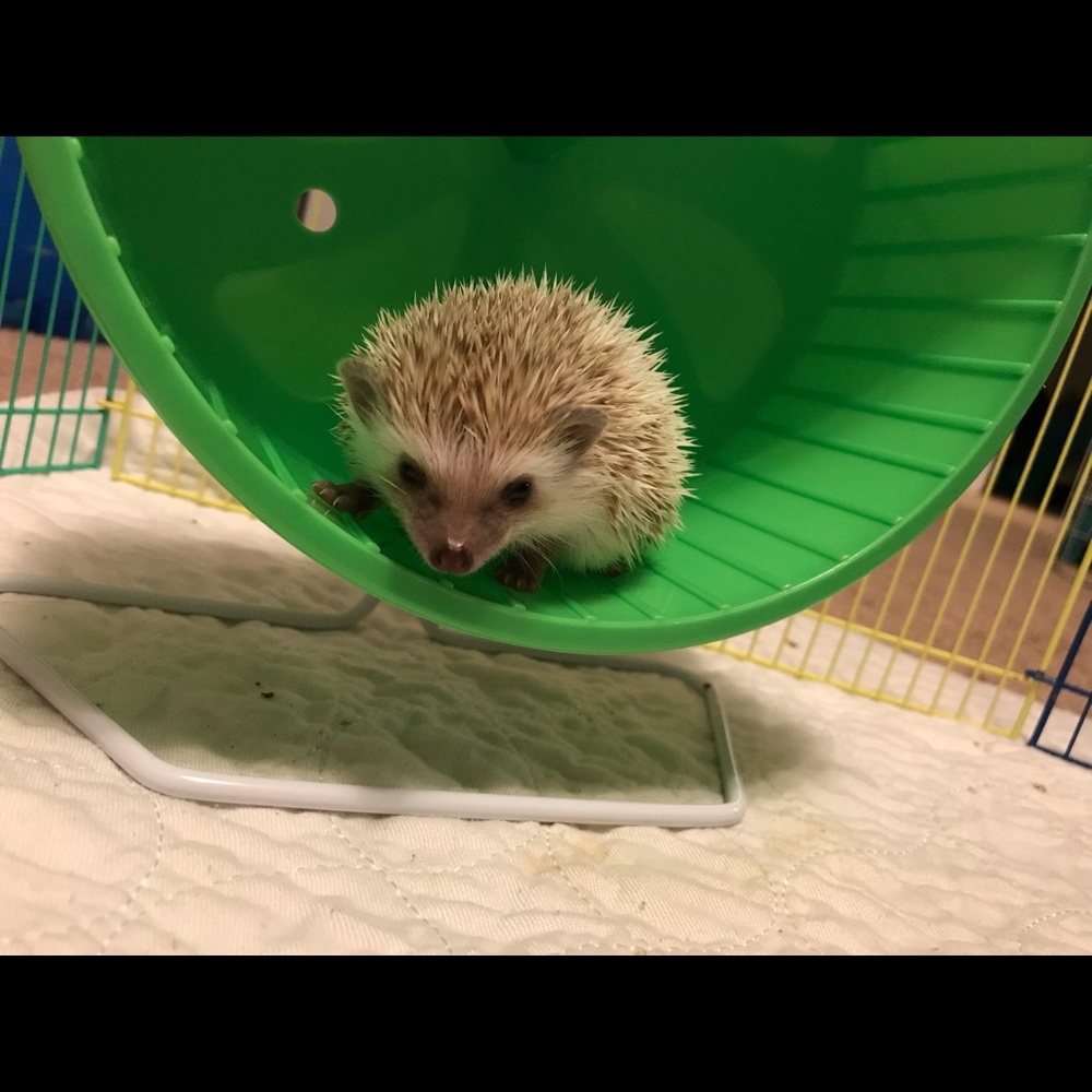 My Photogenic Baby Hoggies (NOT FOR SALE)